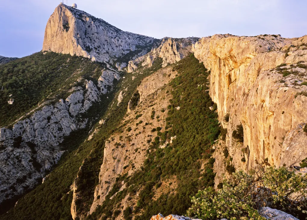 Girafes de Rothschild